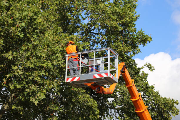 Best Tree Maintenance Programs  in Ovilla, TX