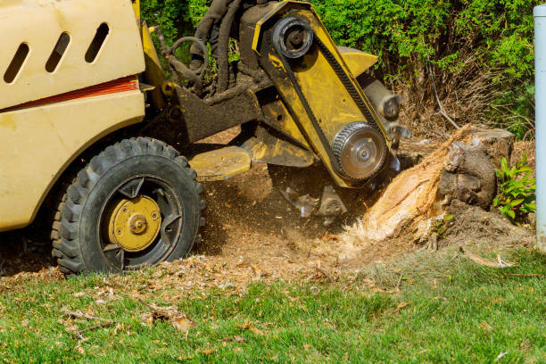 Best Stump Grinding and Removal  in Ovilla, TX