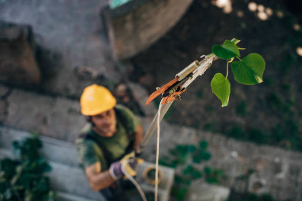 Best Commercial Tree Services  in Ovilla, TX