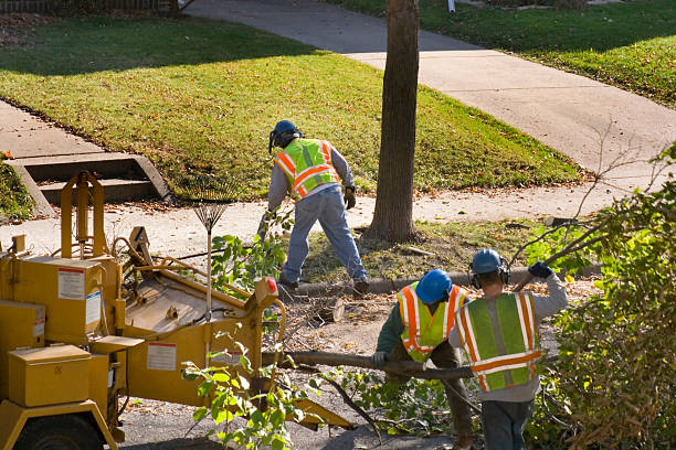 Best Tree Removal  in Ovilla, TX