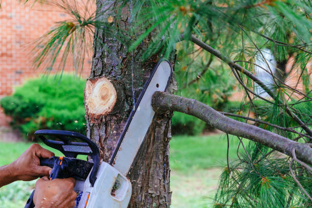 How Our Tree Care Process Works  in  Ovilla, TX